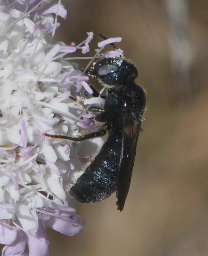 Réf. 233 420 : Ceratina chalcites